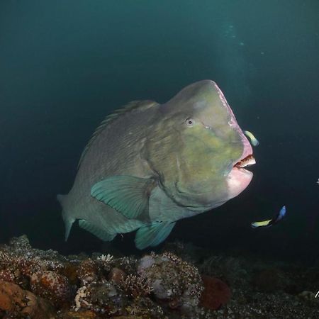 Coriana Dive Resort Waisai المظهر الخارجي الصورة
