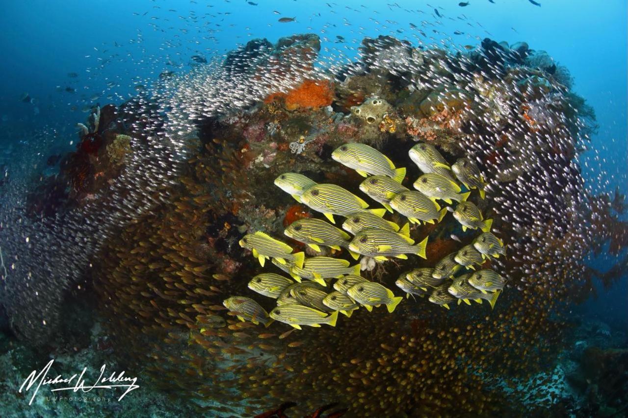 Coriana Dive Resort Waisai المظهر الخارجي الصورة