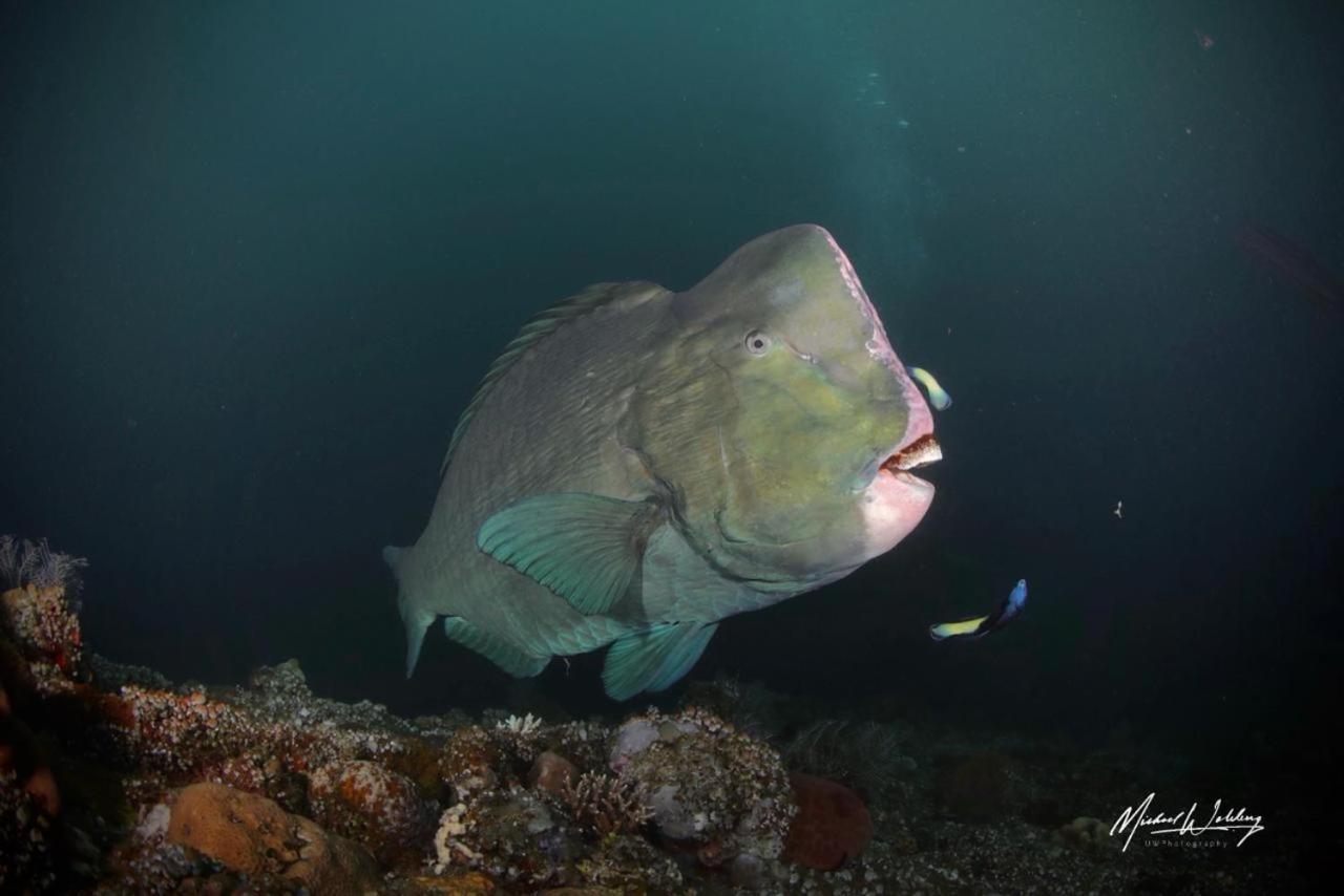 Coriana Dive Resort Waisai المظهر الخارجي الصورة