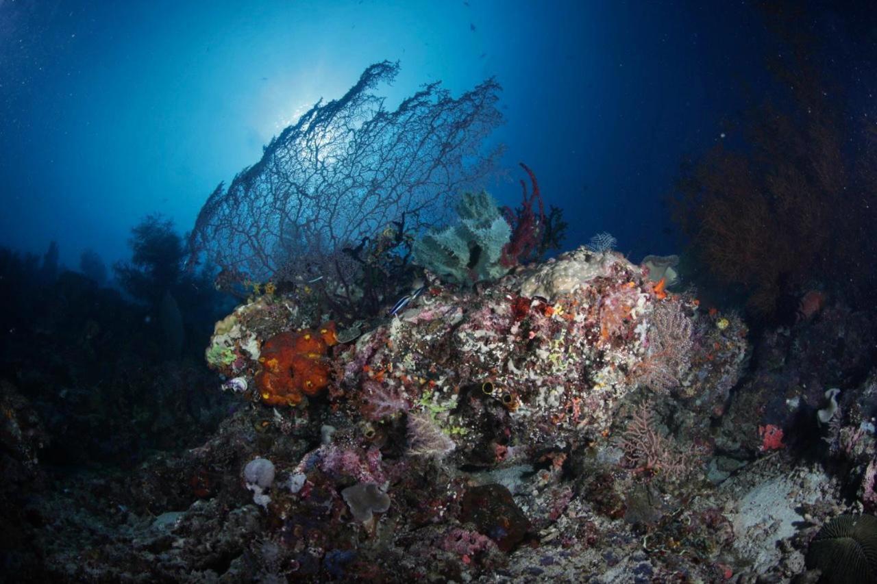 Coriana Dive Resort Waisai المظهر الخارجي الصورة